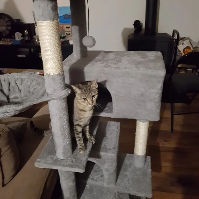 chatte lost   43200 Lapte Azuli