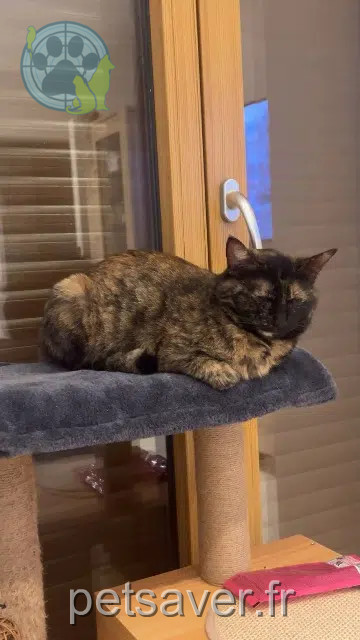 chatte lost   43190 Tence Bilie