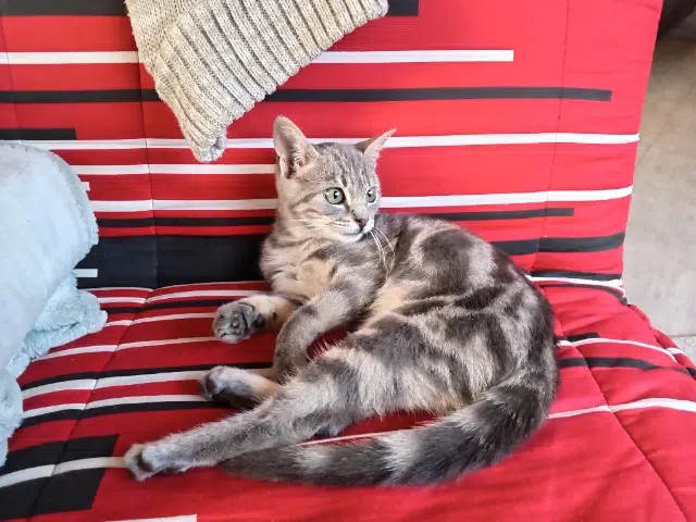 chatte lost   43260 Saint-Hostien Fantine