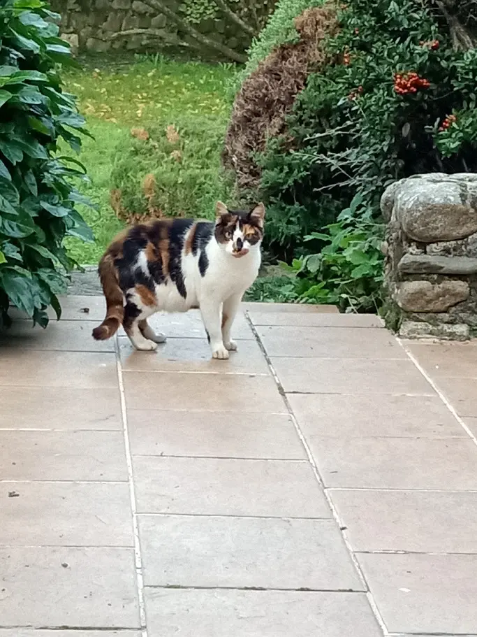 Chatte Perdue 43 Haute-Loire Chatte Perdue 43 Haute-Loire