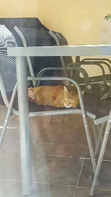 chatte lost   43110 Aurec-sur-Loire Nala