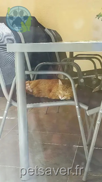 Katze vermisst 43110 Aurec-sur-Loire Nala Katze lost 43110 Aurec-sur-Loire Nala
