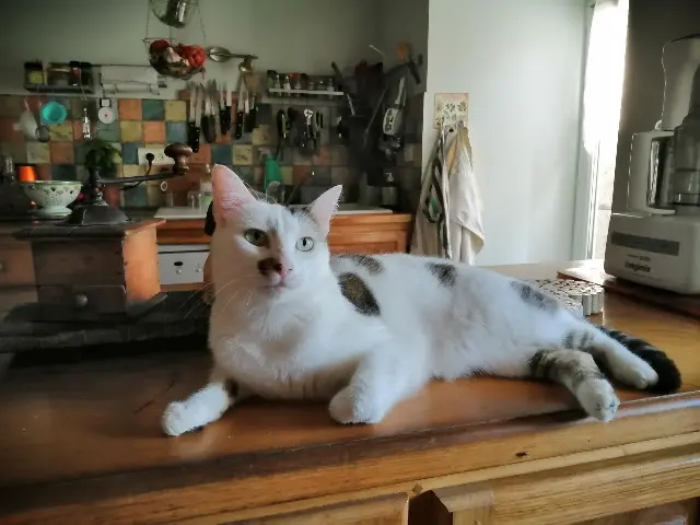 kat vermist 43200 Saint-Jeures Oxa kat lost 43200 Saint-Jeures Oxa