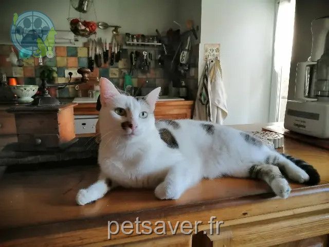 gata perdida 43200 Saint-Jeures Oxa gata lost 43200 Saint-Jeures Oxa