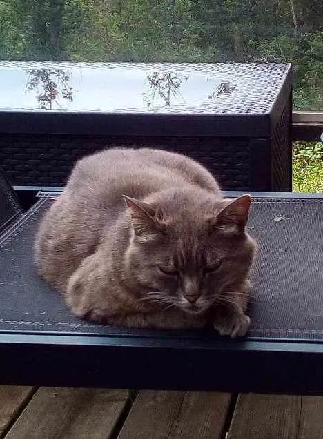 Chatte Perdue 43 Haute-Loire - Pilouille Chatte Perdue 43 Haute-Loire - Pilouille