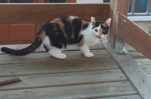 Chatte Perdue 43 Haute-Loire - Plume Chatte Perdue 43 Haute-Loire - Plume