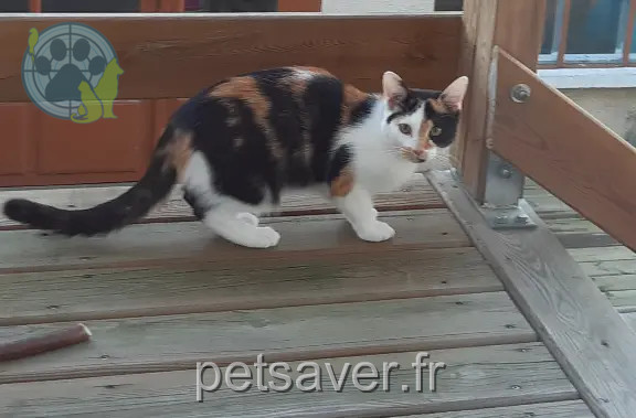 Chatte Perdue 43 Haute-Loire - Plume Chatte Perdue 43 Haute-Loire - Plume