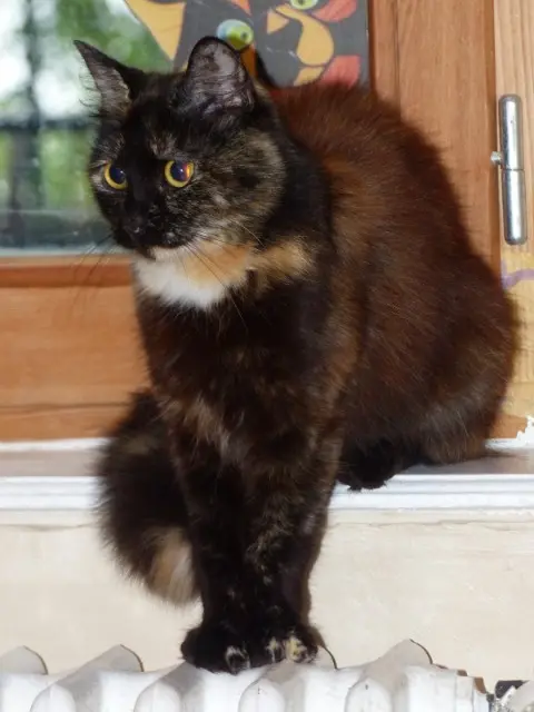 chatte lost   43500 Saint-Victor-sur-Arlanc Poupoun