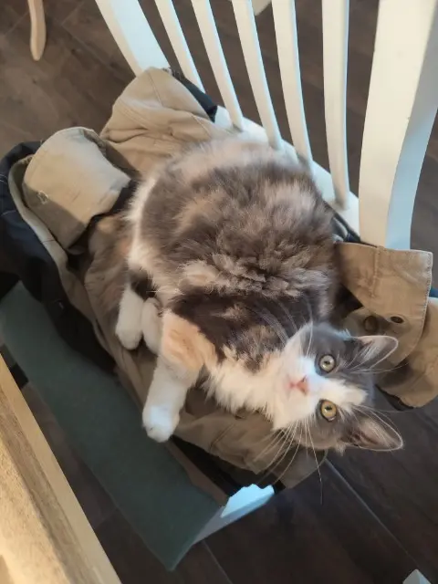 chatte lost   43000 Ceyssac Pêche