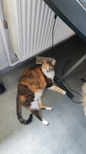 chatte lost   43320 Sanssac-l'Église Ravioli