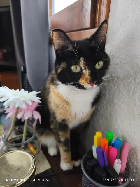 cat lost   43620 Saint-Pal-de-Mons Titi