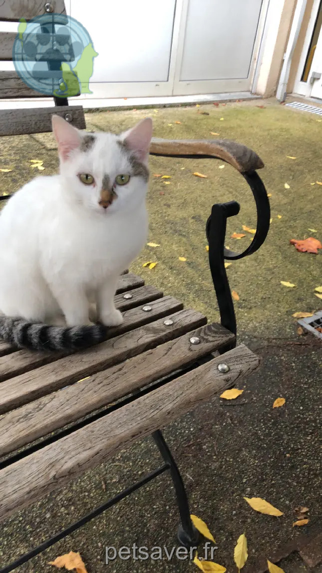 kat vermist Rue de l'Hôtel de Ville 43230 Paulhaguet kat lost Rue de l'Hôtel de Ville 43230 Paulhaguet