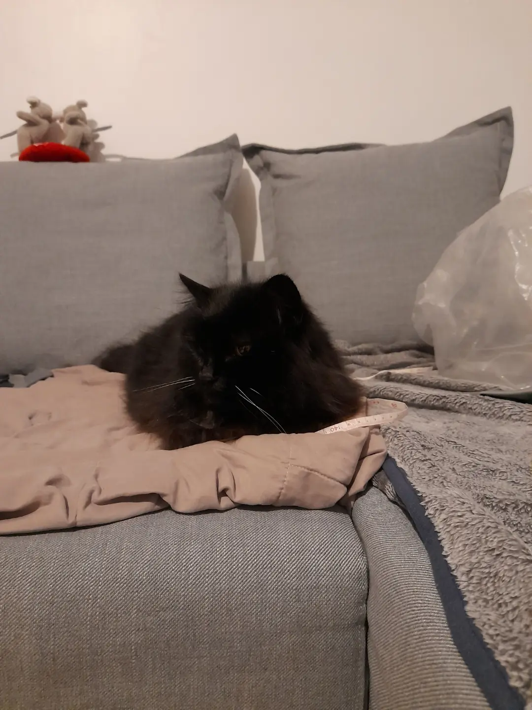 Chatte Perdue 44 Loira-Atlántico - Biboune Chatte Perdue 44 Loira-Atlántico - Biboune
