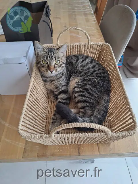 chatte lost 44550 Montoir-de-Bretagne Abby