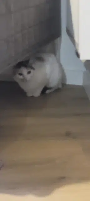 chatte lost   44600 Saint-Nazaire Alba