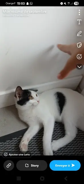 chatte lost   44260 Malville Amande