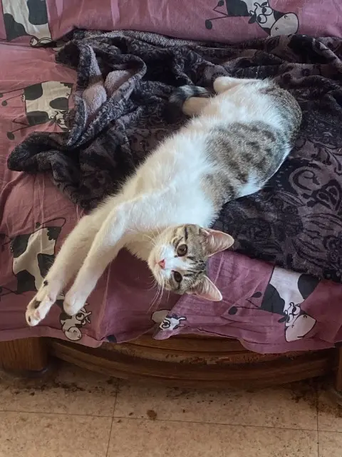 chatte lost   44150 Ancenis-Saint-Géréon Opale