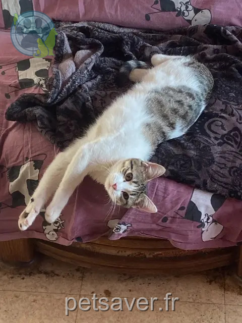 kat vermist 44150 Ancenis-Saint-Géréon Opale kat lost 44150 Ancenis-Saint-Géréon Opale
