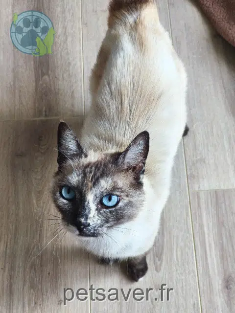 gatta lost 44390 Nort-sur-Erdre Aquarelle
