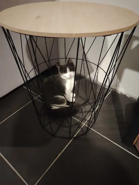 chatte lost   44160 Pontchâteau Asma