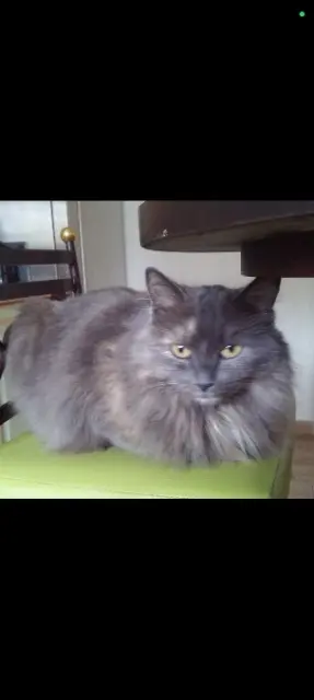 chatte lost   44510 Le Pouliguen Attila