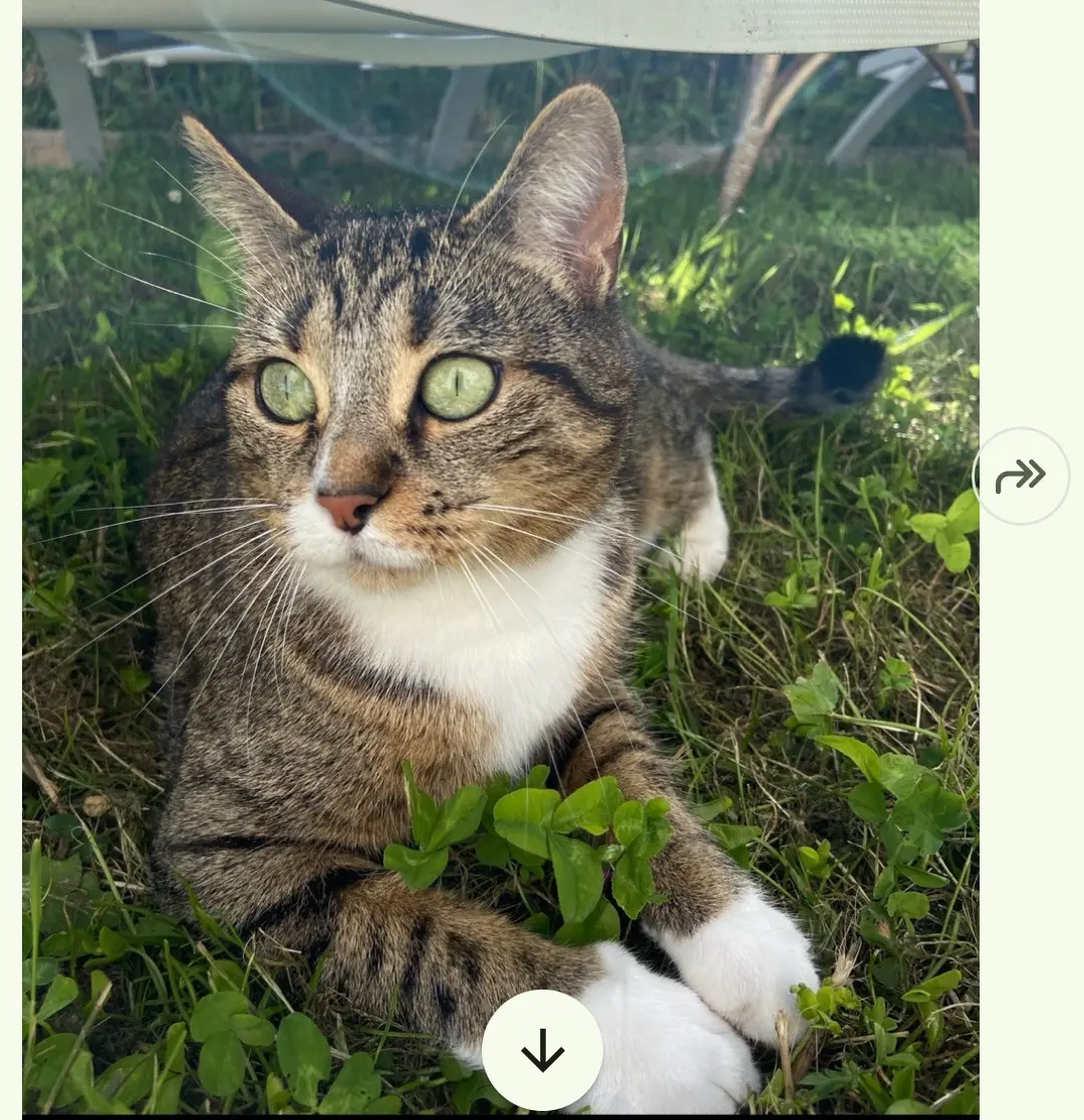chatte lost   44230 Saint-Sébastien-sur-Loire Aya