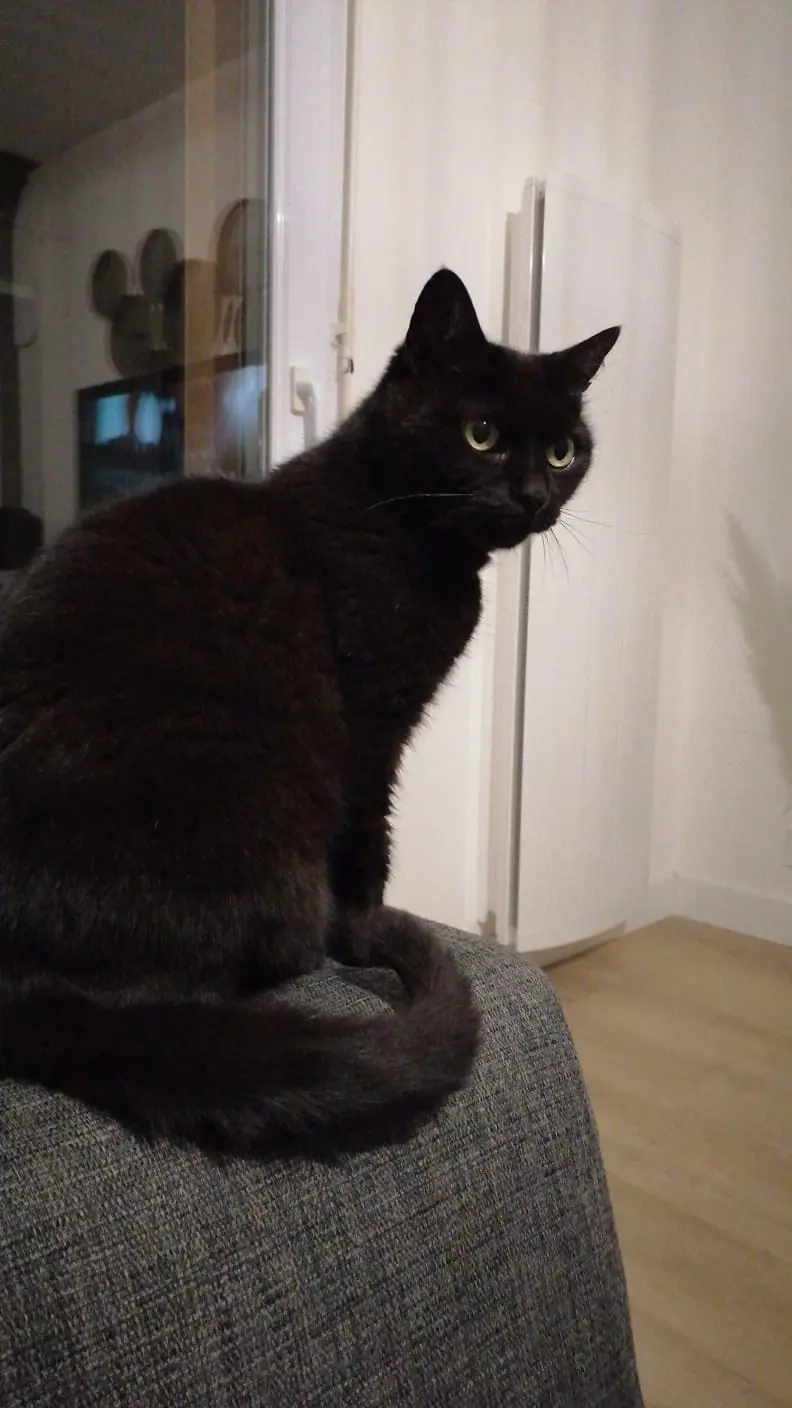 Chatte Perdue 44 Loire-Atlantique - Baguerra Chatte Perdue 44 Loire-Atlantique - Baguerra