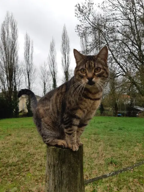 chatte lost   44190 Clisson Belette