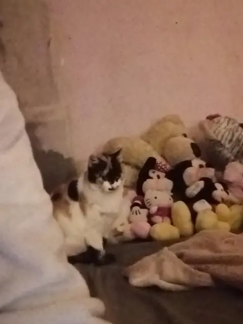 chatte lost   44160 Sainte-Anne-sur-Brivet Bella