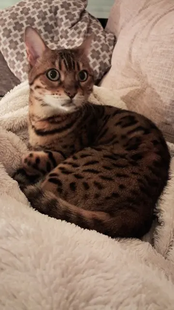 chatte lost   44119 Treillières Biscotte