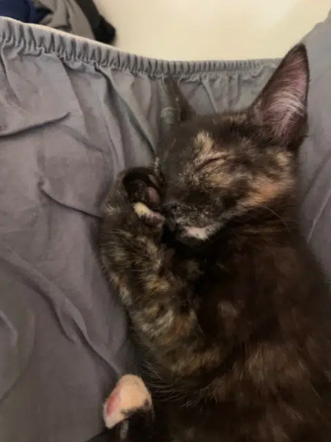 chatte lost   44780 Missillac Bulma