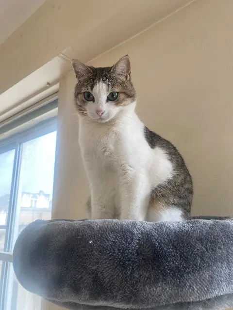 chatte lost   44400 Rezé Cachou