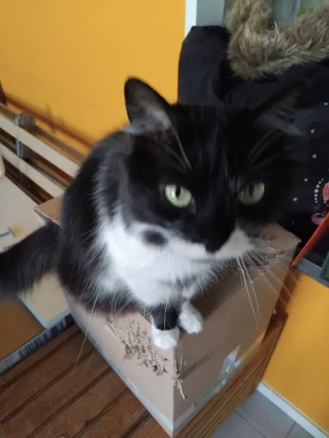 chatte lost   44310 Saint-Philbert-de-Grand-Lieu Cachou