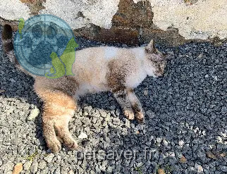 Chatte Perdue 44 Loire-Atlantique - Cali-/-linda Chatte Perdue 44 Loire-Atlantique - Cali-/-linda