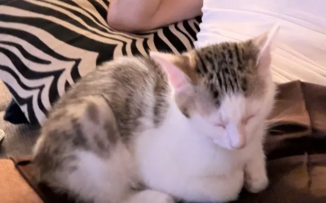 chatte lost   44360 Saint-Étienne-de-Montluc Caline