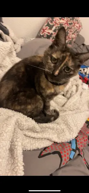 chatte lost   44220 Couëron Calypso