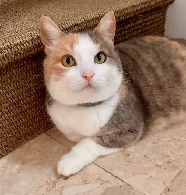 chatte lost   44600 Saint-Nazaire Cannelle