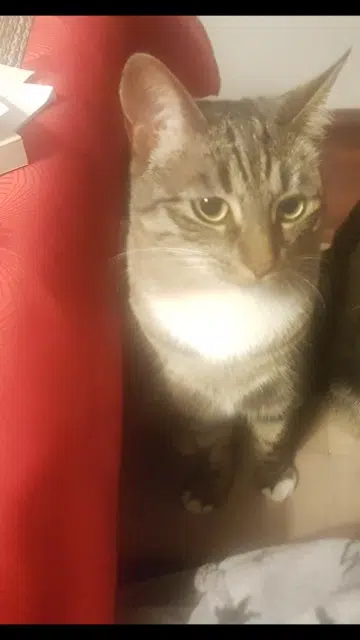 chatte lost   44980 Sainte-Luce-sur-Loire Cannelle