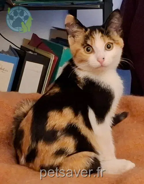 Katze lost   44130 Bouvron Chacha