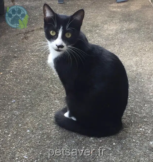 chatte lost   44170 Jans Chanel