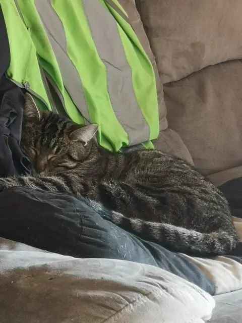 chatte lost   44310 Saint-Philbert-de-Grand-Lieu Chat pottée