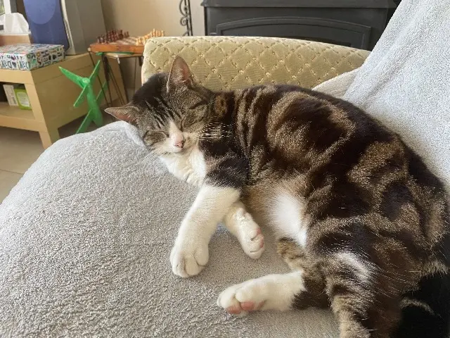 chatte lost    Chaumes-en-Retz Minouche