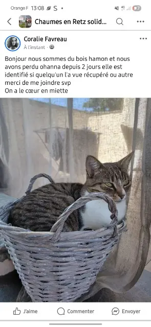 chatte lost    Chaumes-en-Retz Ohanna
