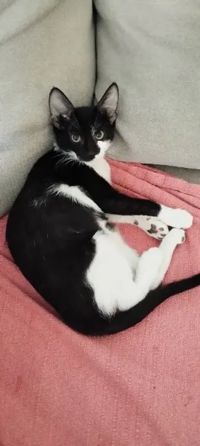 chatte lost   44240 La Chapelle-sur-Erdre Chido