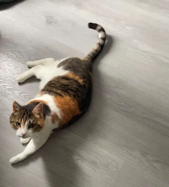 chatte lost   44390 Saffré Chipi