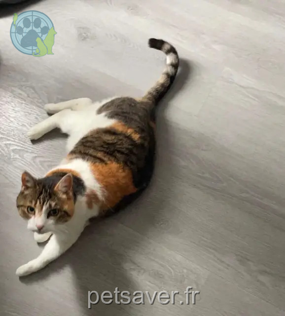 Katze vermisst 44390 Saffré Chipi Katze lost 44390 Saffré Chipi