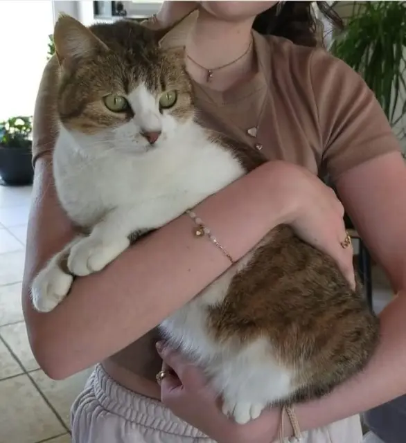 chatte lost   44130 Fay-de-Bretagne Chou