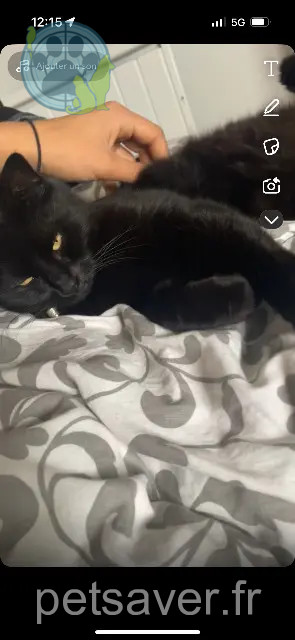 gatta persa 44770 La Plaine-sur-Mer Choupette gatta lost 44770 La Plaine-sur-Mer Choupette