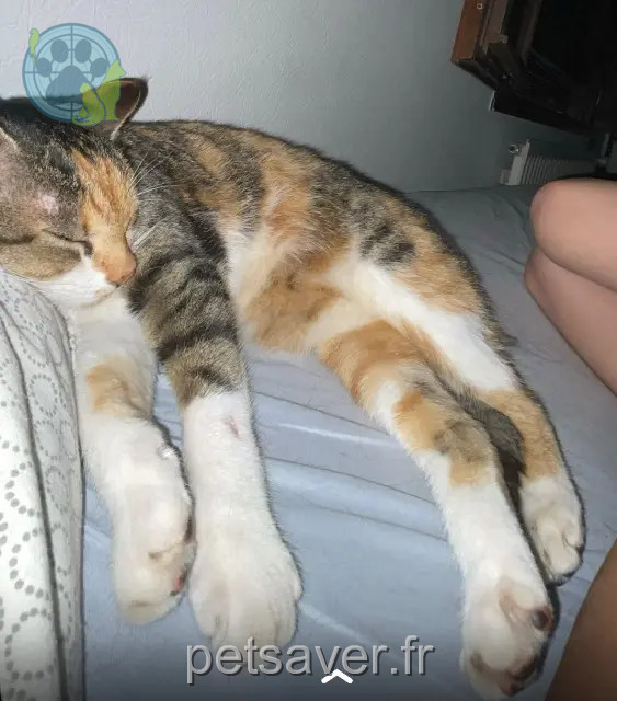 cat lost 44190 Gorges Citrouille cat lost 44190 Gorges Citrouille
