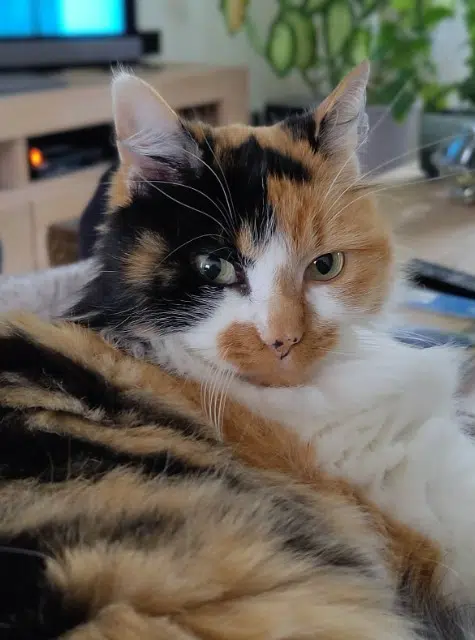 chatte lost   44115 Basse-Goulaine Cléo